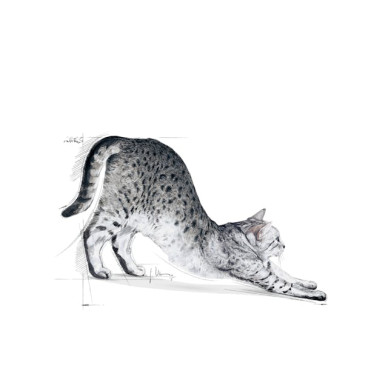 Royal Canin Indoor 27 – Hrană Uscată pentru Pisici de Interior Adulte – 10 kg